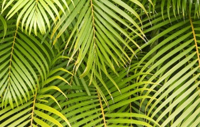 Sabal palma (Serenoa repens) Sabal palma (Serenoa repens)